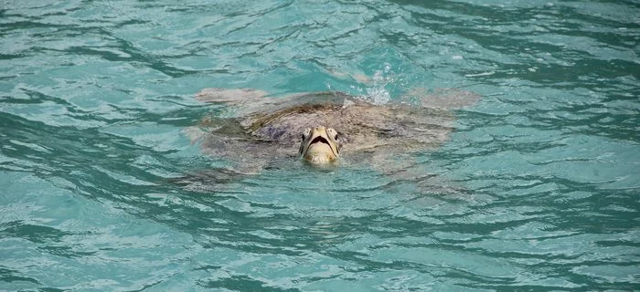 turtle close up whitsunday