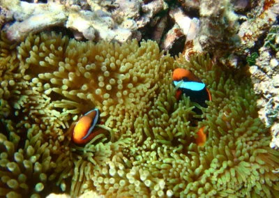 whitsunday wildlife queensland